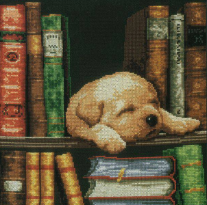 PN-0150978 Puppy sleeping on a bookshelf