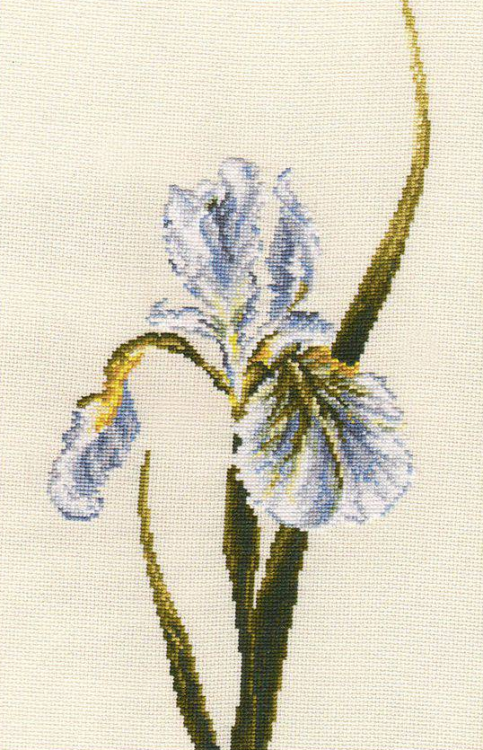 598 Белый ирис