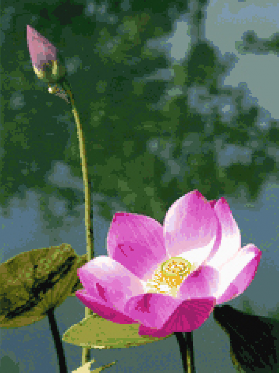 CX-EV-177 Одинокий лотос